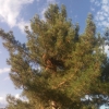 Pinus brutia ? 6 de 7