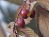Prunus cerasifera Ehrh. 'Pissardii'