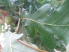 Quercus robur ? 3 de 4