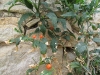 Solanum pseudocapsicum L.