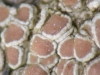 Vouauxiella lichenicola parasitando Lecanora chlarotera