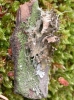 Tuckermanopsis chlorophylla (Wild.) Hale (=Cetraria chlorophylla) y Micarea prasina Fr.