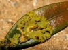 Xanthoria parietina paeasitada por Lichenoconium xanthoriae