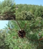 Pineda  de Pinus sylvestris